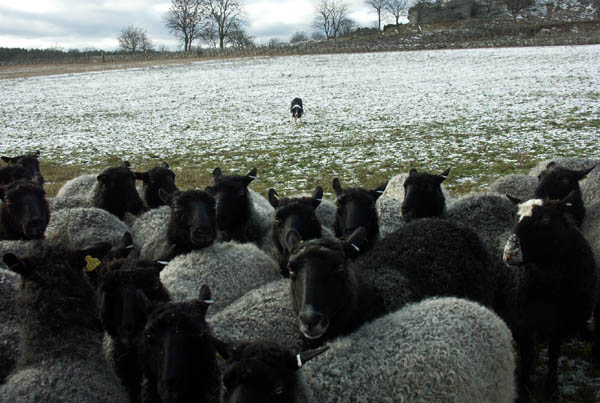Yang håller fåren på plats för fotografering